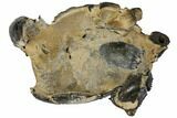 Fossil Mud Lobster (Thalassina) - Australia #109299-1